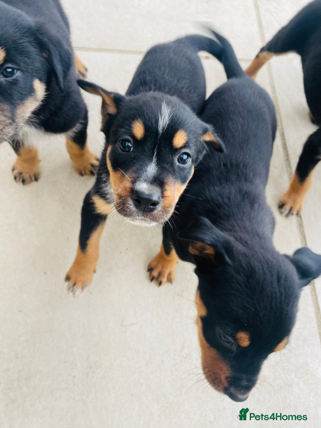 Rottweiler dogs for sale: 5 beautiful Rottweiler X puppies  - Image 9