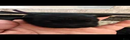 German Shepherd dogs for sale: Beautiful top quality long haired German shepherds - Advert 10
