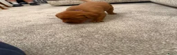 Labrador Retriever dogs for sale: Red Fox Labradors - Advert 8