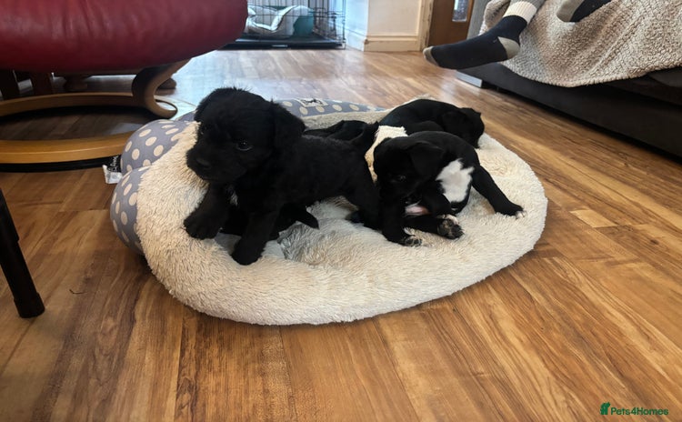 Patterdale Terrier dogs - Advert 1