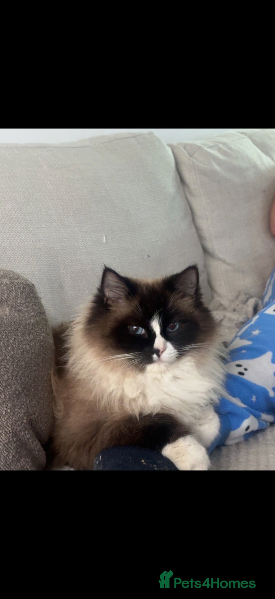 Ragdoll cats for sale: Champion bloodline GCCF registered Ragdoll - Advert 16