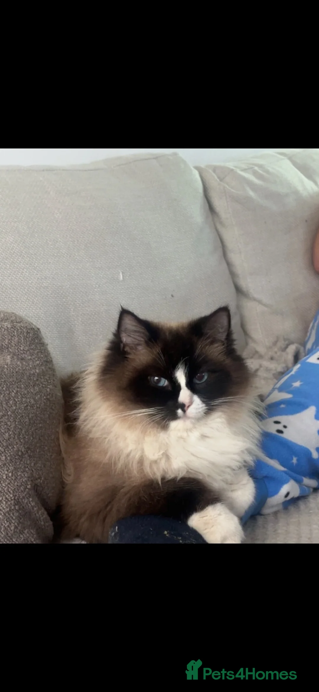 Ragdoll cats for sale: Champion bloodline GCCF registered Ragdoll - Advert 1