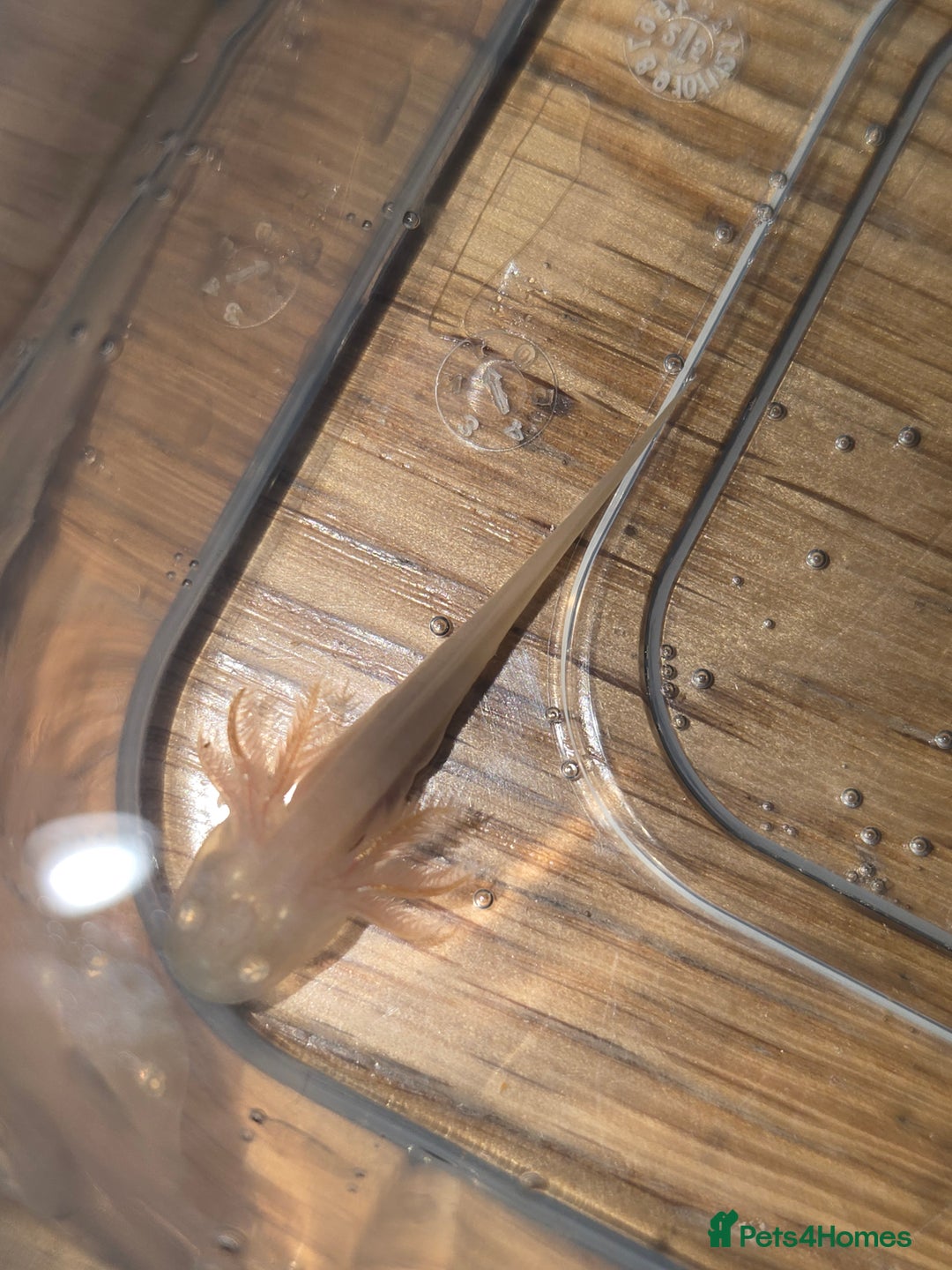 Other/Mixed Breed fish for sale: Baby axolotl  - Advert 4