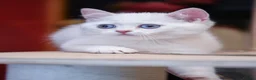 Scottish Fold cats for sale: Scottish fold and straight girls - Advert 3
