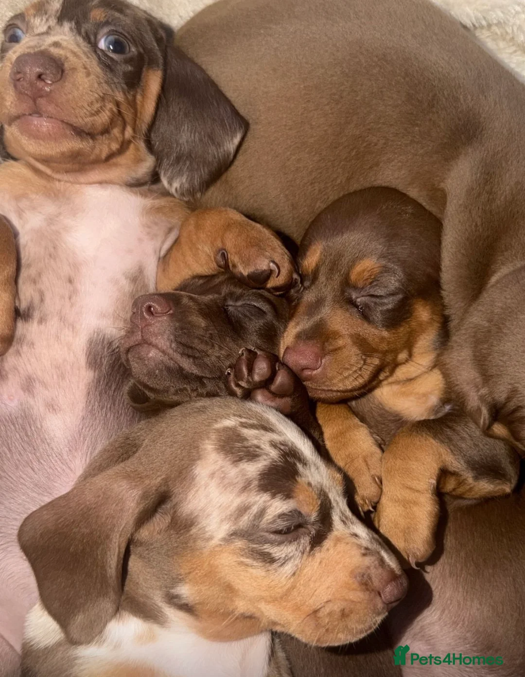 Dachshund dogs for sale: Beautiful mini dachshunds - Advert 1