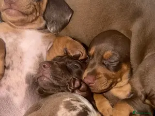Dachshund dogs Beautiful mini dachshunds - Advert 2