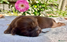 Shih Tzu dogs for sale: KC reg, 2 left! Potential blondes in Tamworth - Image 21