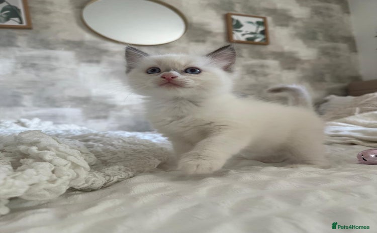 Ragdoll cats - Advert 14