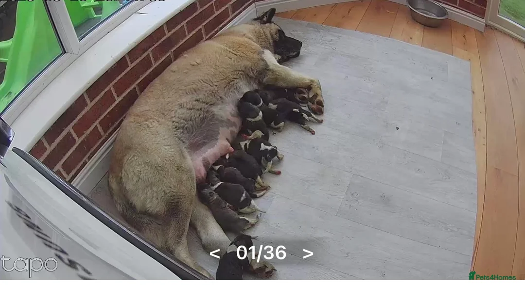 Akita dogs for sale: READY TO GO AMERICAN AKITA PUPPIES FOR SALE - Advert 11