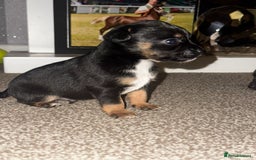 Mixed Breed dogs for sale: Beautiful Jack X Chihuha litter  - Image 7