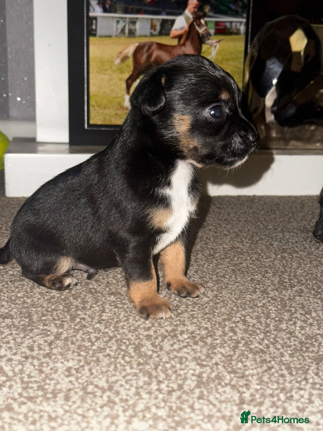 Mixed Breed dogs for sale: Beautiful Jack X Chihuha litter  - Image 7