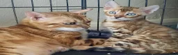 Bengal cats for sale: Stunning litter of brown rosetted Bengal cubs  - Advert 2