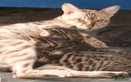 Bengal cats for sale: Pure bengals - Image 4