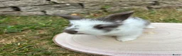 Angora rabbits for sale: Full Face English Angoras - Advert 3