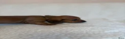 Miniature Dachshund dogs for sale: Litter of shaded red miniature Daschunds  - Advert 3