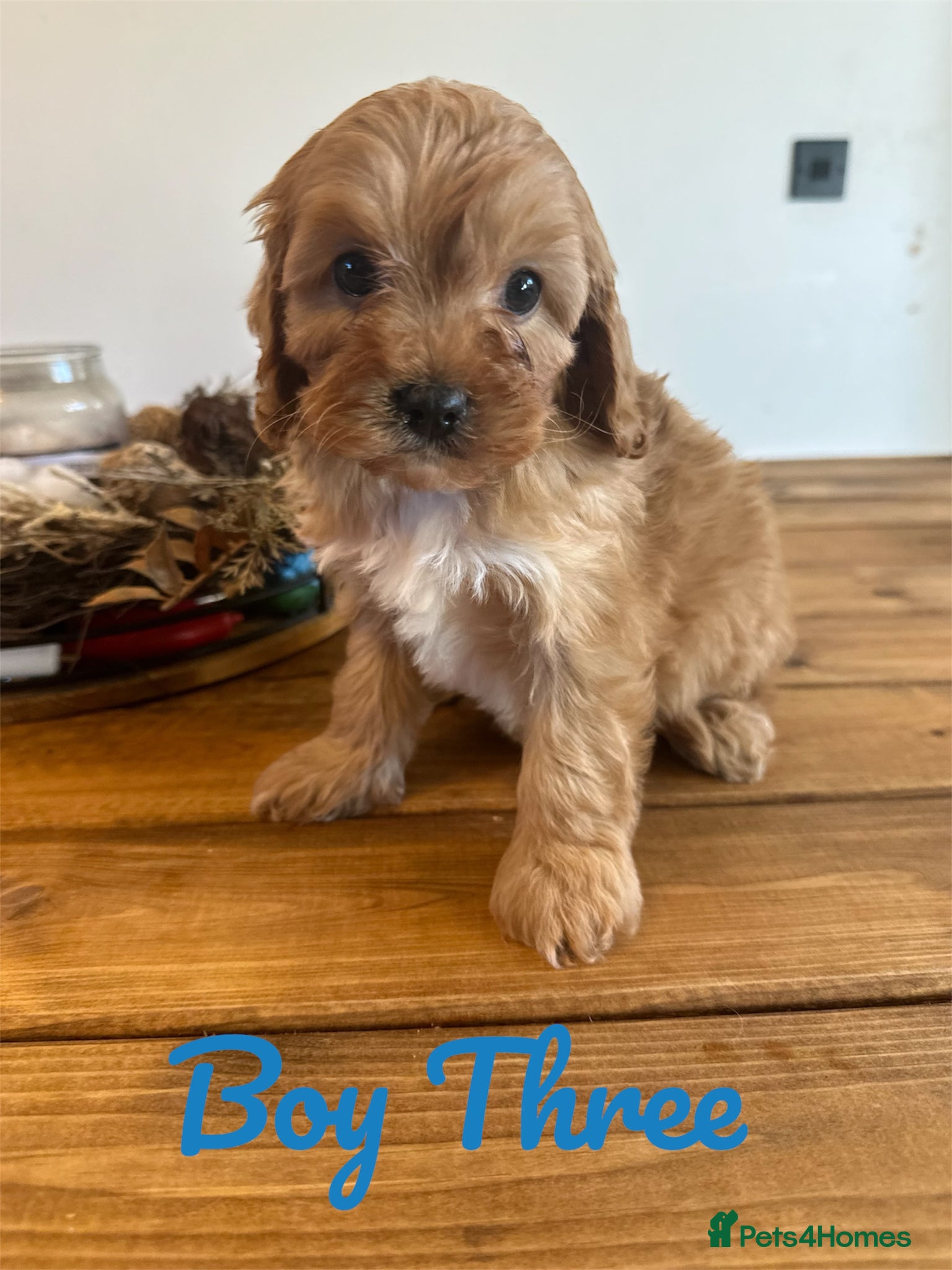 Cavapoo dogs ** DNA 🧬 CLEAR RED CAVAPOO PUPPIES ** - Advert 2