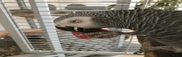 Parrots birds for sale: Male and female congo African Grey Parrots in Southampton - Advert 5