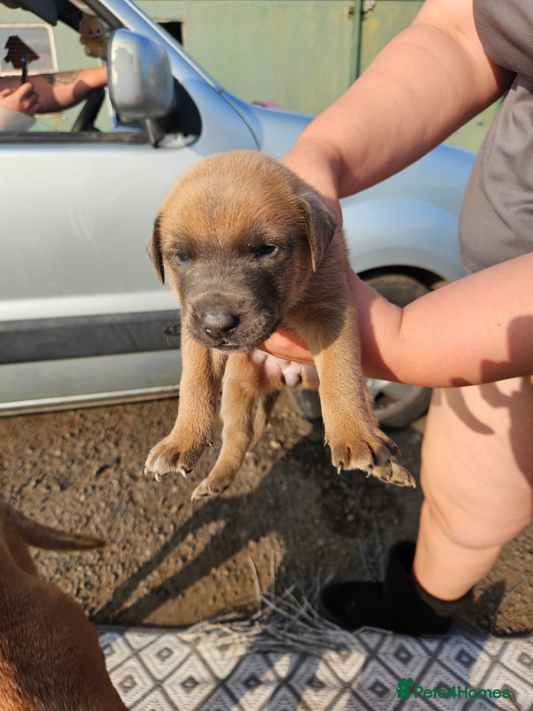 Mixed Breed dogs for sale: Belgian malinois/ border collie  - Image 7