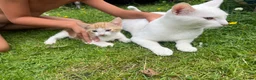 Mixed Breed cats for sale: White and ginger kittens  - Advert 2