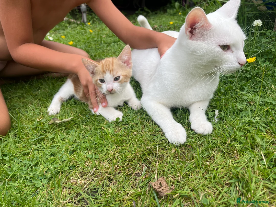 Mixed Breed cats for sale: White and ginger kittens  - Advert 2
