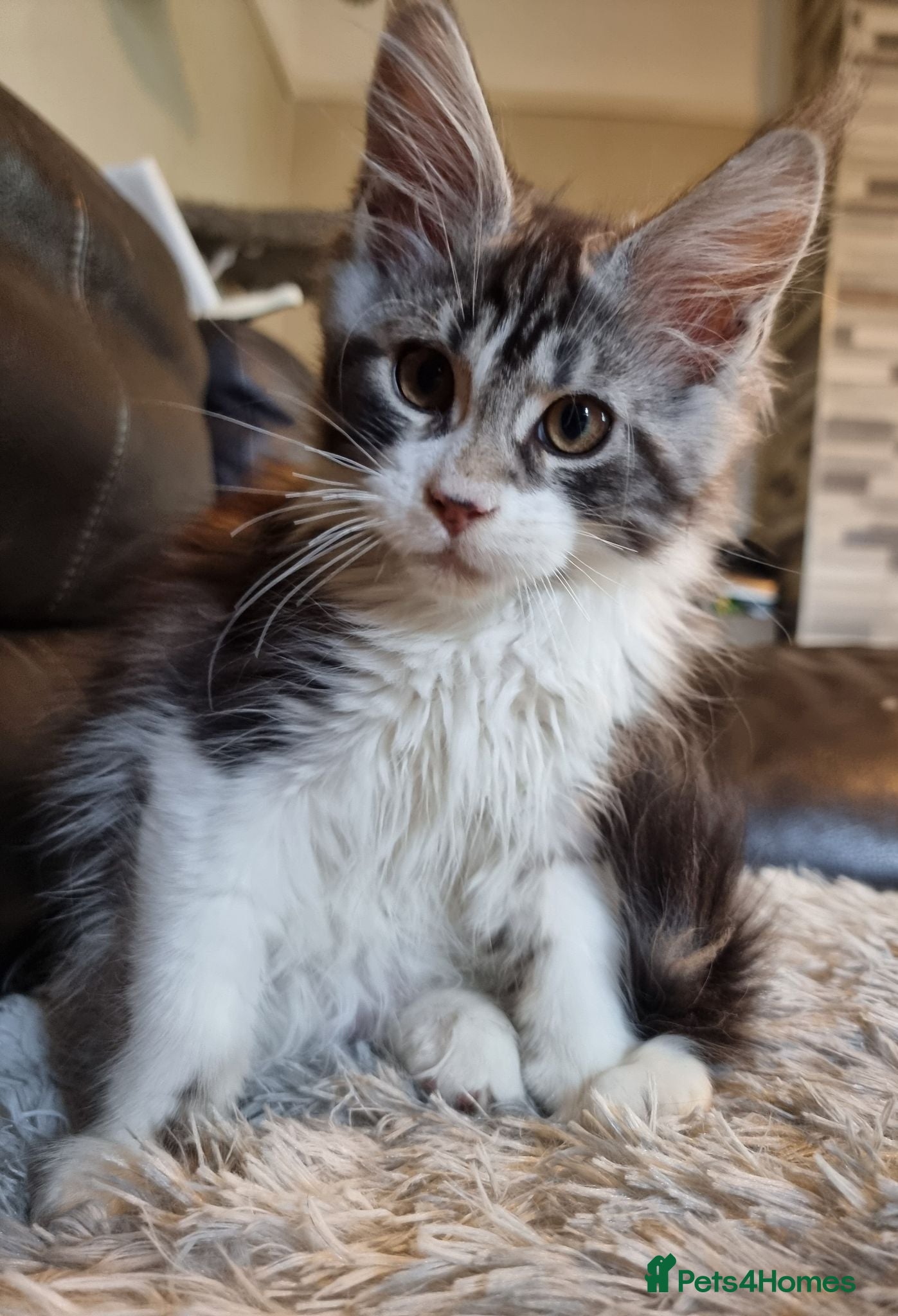 Maine Coon cats Tica registered ready now - Advert 15