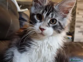 Maine Coon cats Tica registered ready now - Advert 15