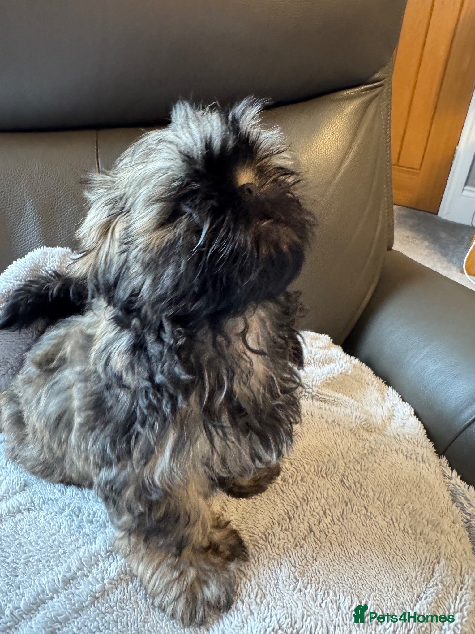 Shih Tzu dogs Kc registered Shih Tzu puppies - Advert 1