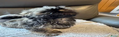 Shih Tzu 2