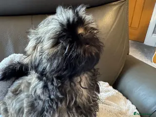Shih Tzu dogs Kc registered Shih Tzu puppies - Advert 1