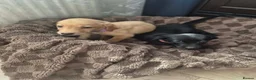 Labrador Retriever dogs for sale: KC registered Labrador Retriever puppies - Advert 3