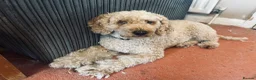 Miniature Poodle dogs for sale: Lily - affectionate pedigree Miniature Poodle 🐩  - Advert 4