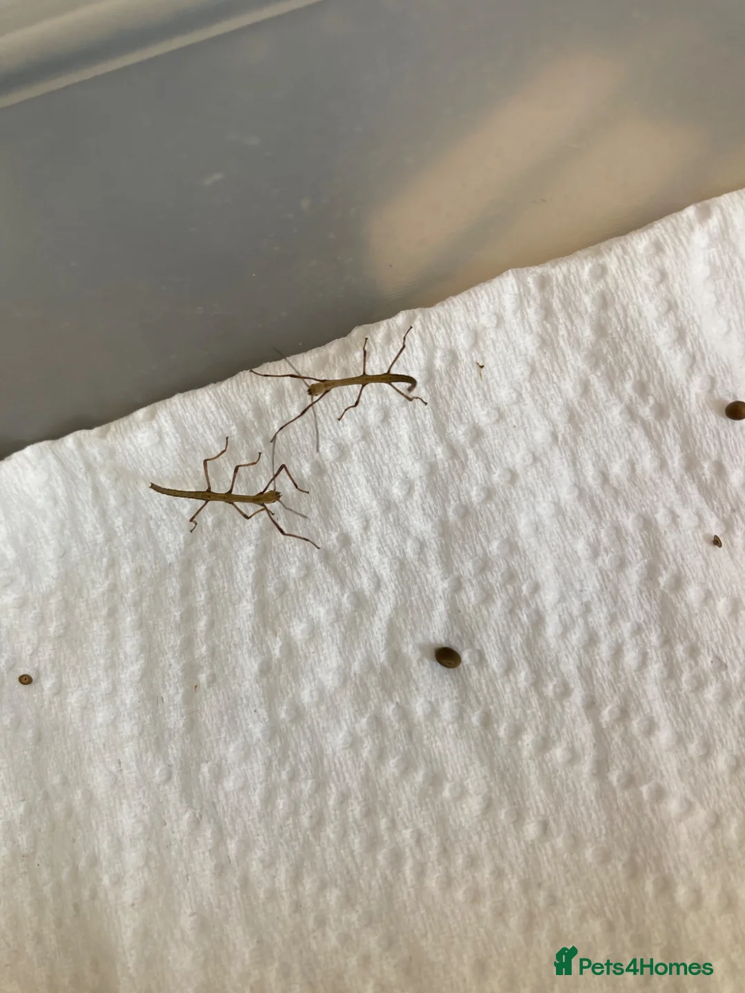 Stick Insects invertebrates for sale: Indian stick insects nymphs - Advert 4