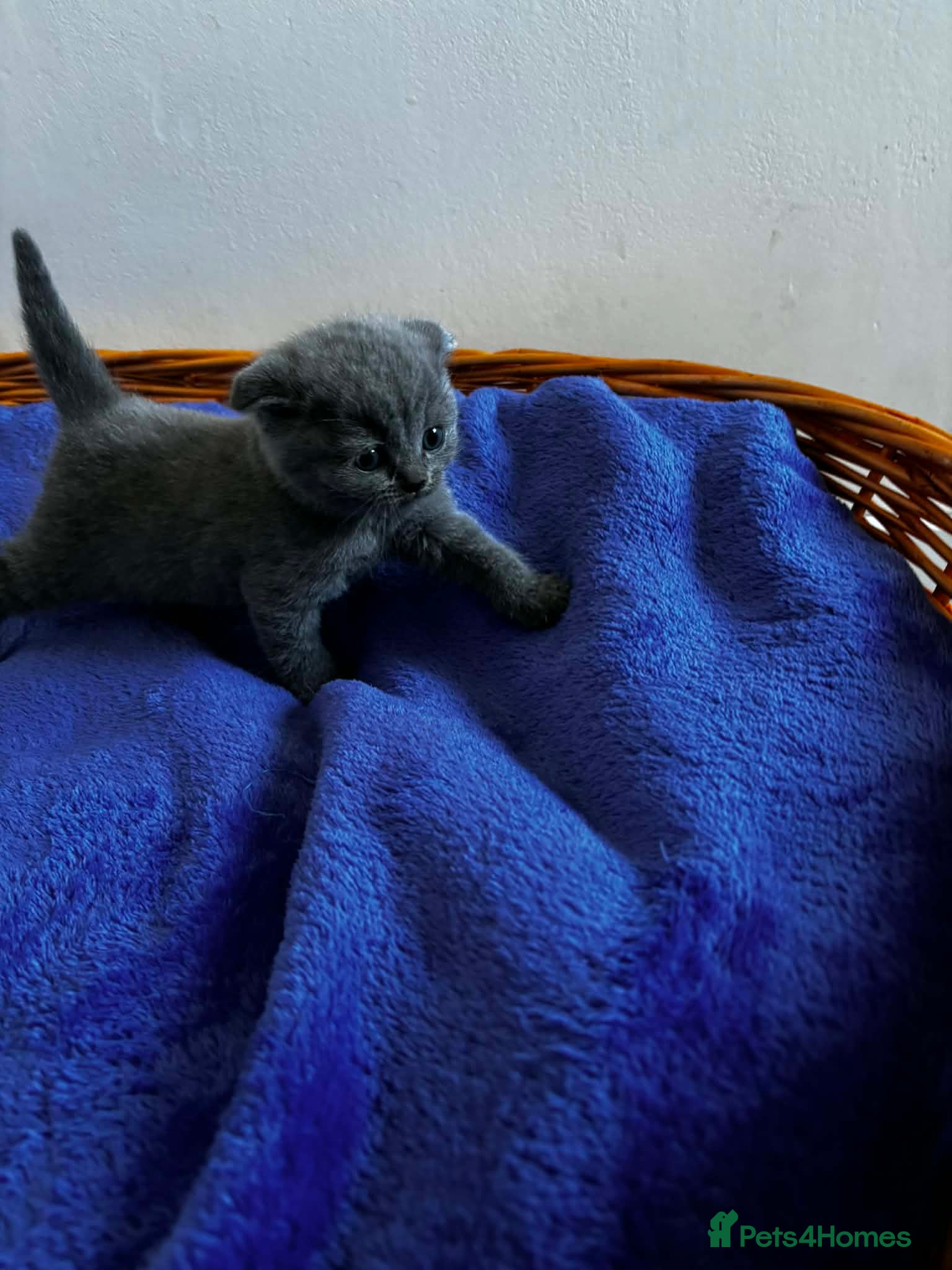 Scottish Fold cats Beautiful scottishfold/Scottish straight kittens🥰 - Advert 1