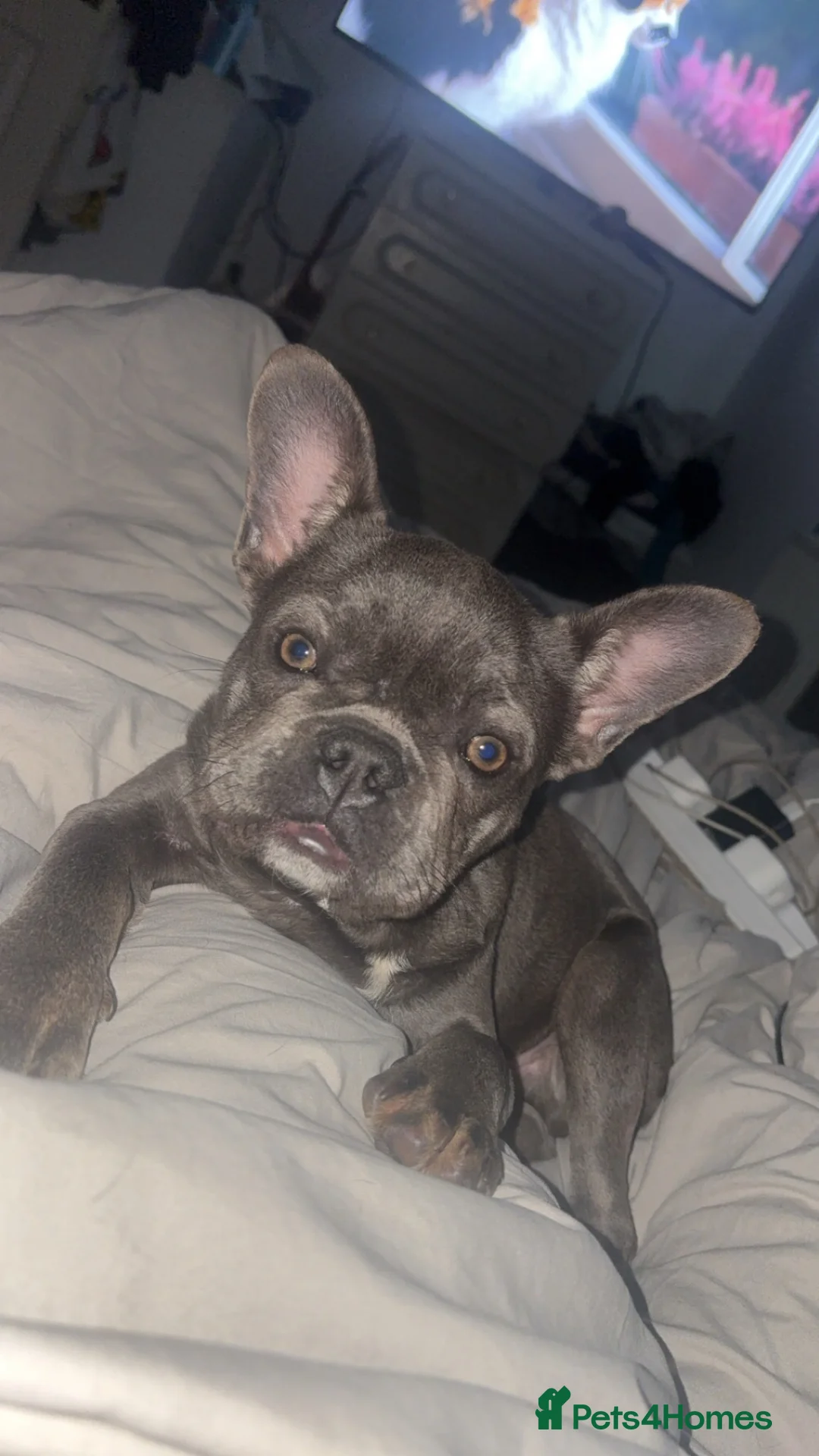 French Bulldog dogs for sale: male french bull dog in Brighouse - Advert 2