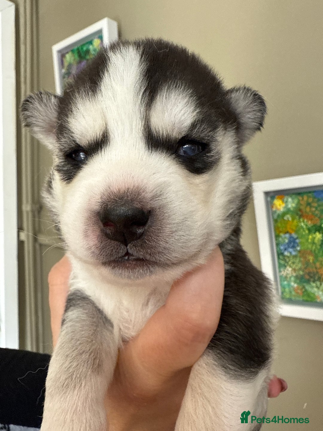 Siberian Husky dogs for sale: SIBERIAN HUSKY  - Image 7