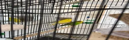 Budgerigars birds for sale: Budgies with Huge Cage and all other accessories in Coventry - Advert 9