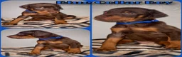 Dobermann dogs for sale: Stunning Dobermann Puppies  - Advert 8