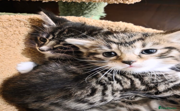 Maine Coon cats - Advert 7