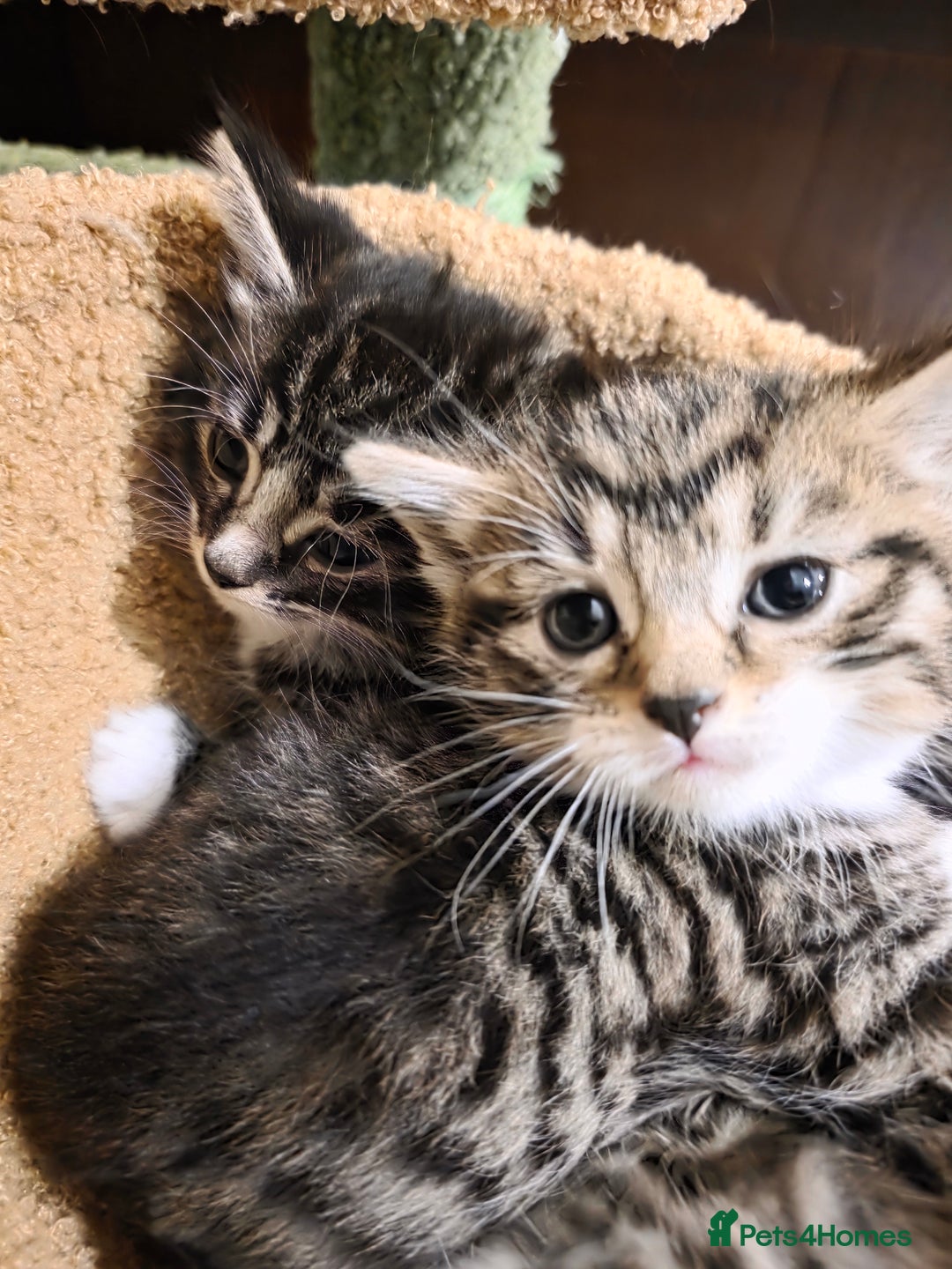 Maine Coon cats for sale: Mainecoon Mix Kittens for Sale  - Image 1