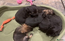 Border Terrier dogs for sale: Beautiful Border Terrier puppies. - Advert 4