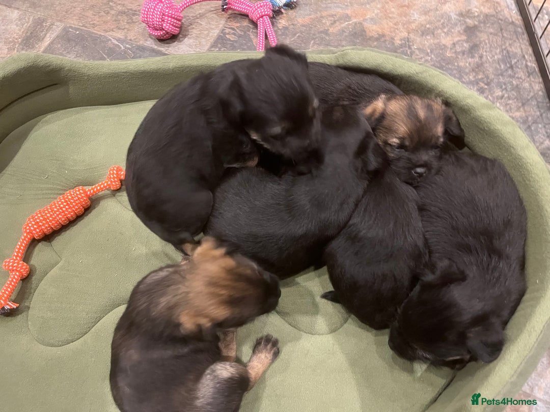 Border Terrier dogs for sale: Beautiful Border Terrier puppies. - Advert 4