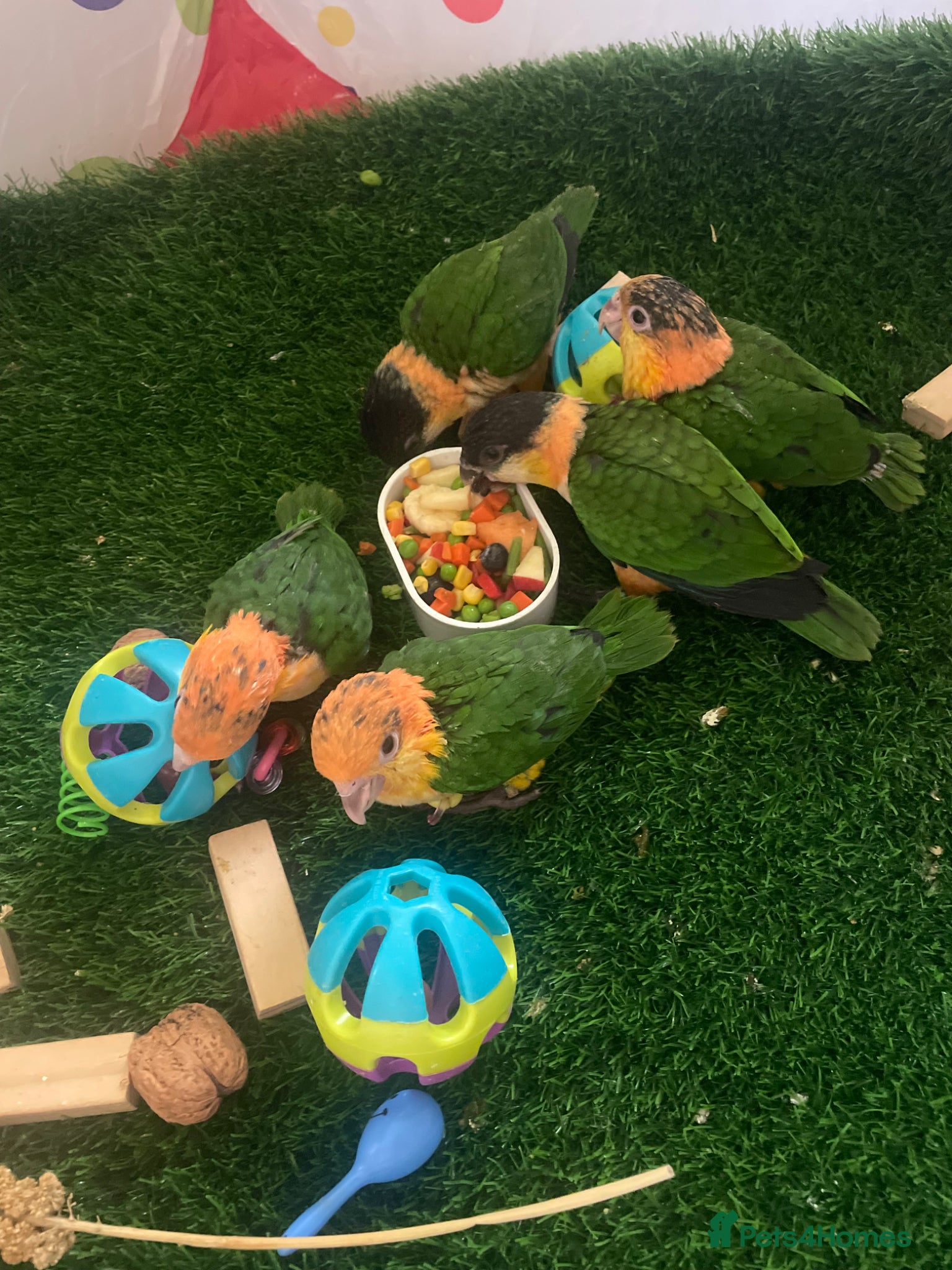 Parrots birds Baby black headed and yellow thighed caiques  - Advert 2