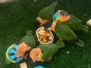 Parrots birds Baby black headed and yellow thighed caiques - Advert 2