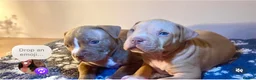 Mixed Breed dogs for sale: staffy X pups  - Advert 10