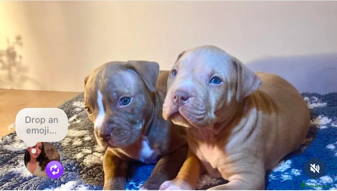 Mixed Breed dogs for sale: staffy X pups  - Advert 10