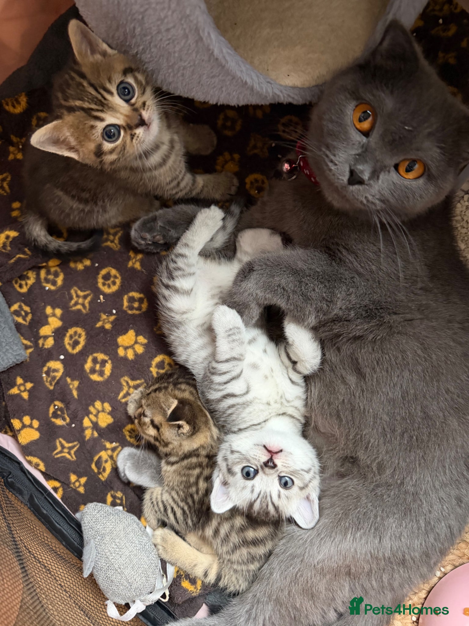British Shorthair cats for sale: Stunning British short hair kitten - Advert 6