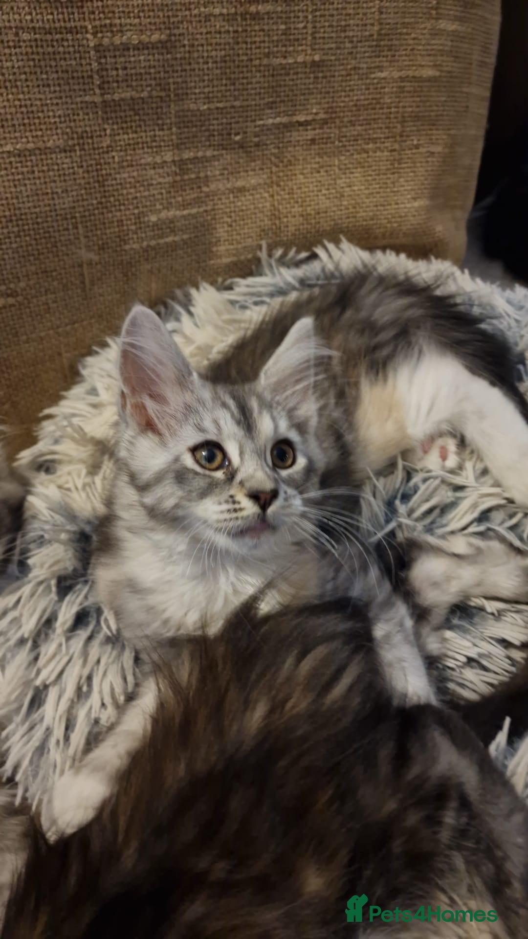 Maine Coon cats for sale: MAINE COONE KITTENS WITH WORLD CHAMPION BLOODLINE - Image 12