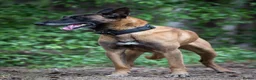 Belgian Shepherd Dog dogs for sale: Belgian Malinois available for active home  in Reading - Advert 4