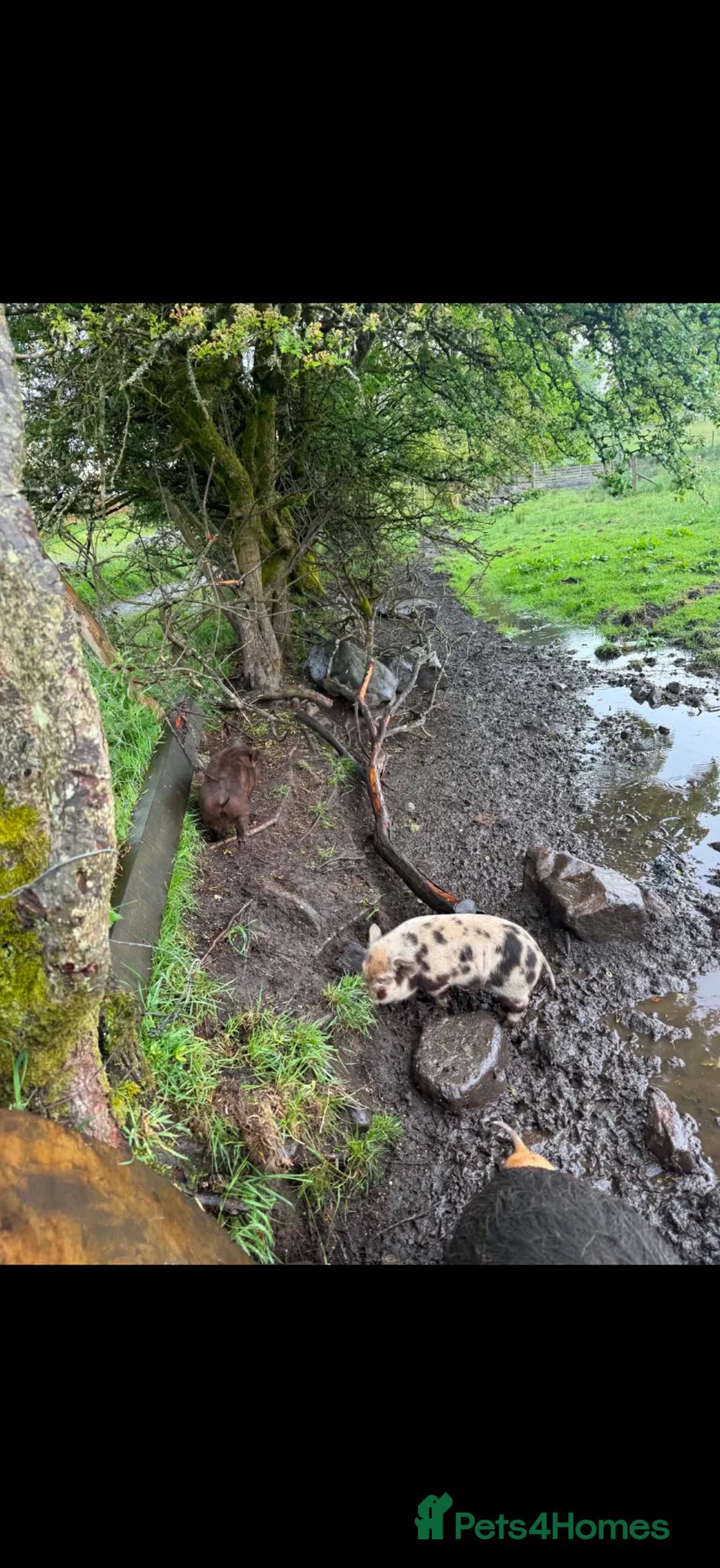 Pig livestock for sale: Piglets  Kune cane x potbelly  - Advert 2