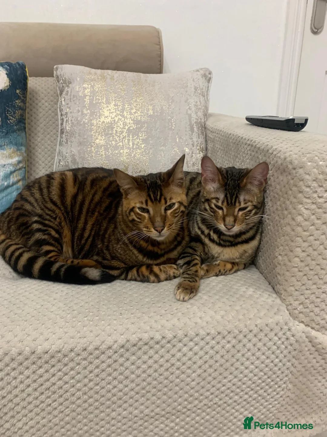 Toyger cats for sale: 2 3 year old toyger cats available for free  in Nelson - Advert 6